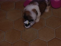Fotos de perros
